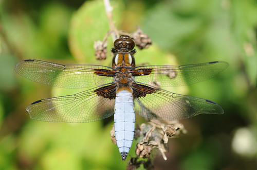 Broad-bodied Chaser
