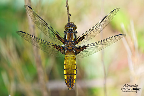 Broad-bodied Chaser