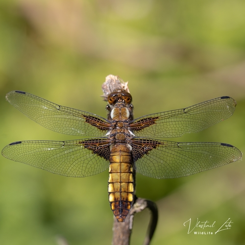 Broad-bodied Chaser