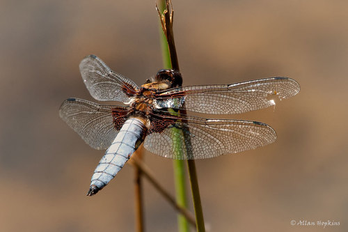 Broad-bodied Chaser