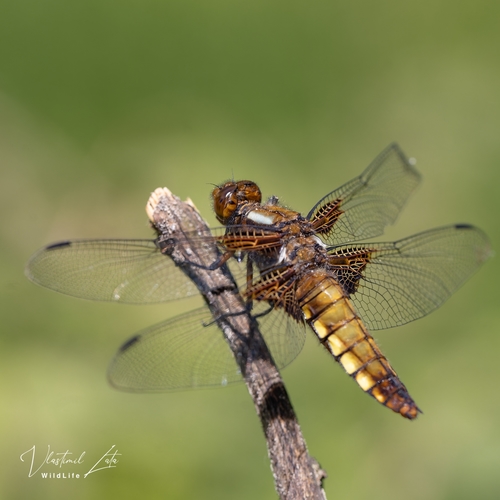 Broad-bodied Chaser