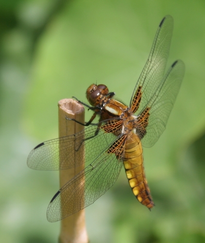 Broad-bodied Chaser
