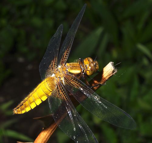 Broad-bodied Chaser