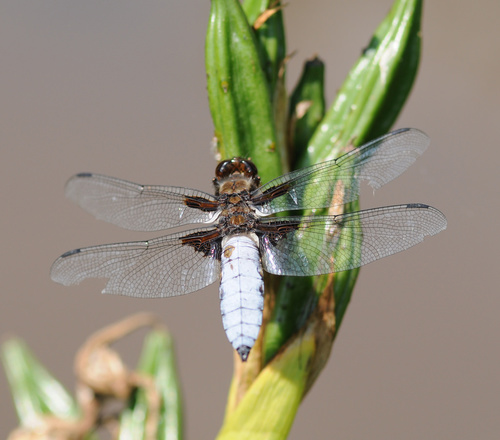 Broad-bodied Chaser