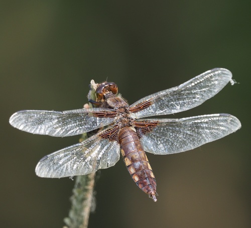 Broad-bodied Chaser