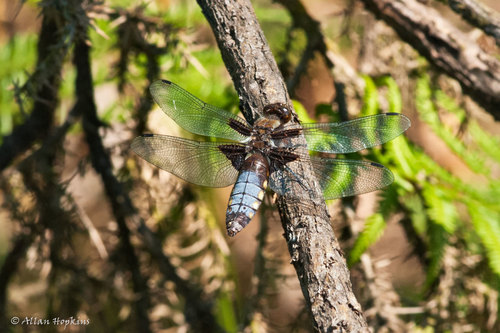 Broad-bodied Chaser