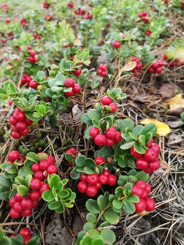 Lingonberry