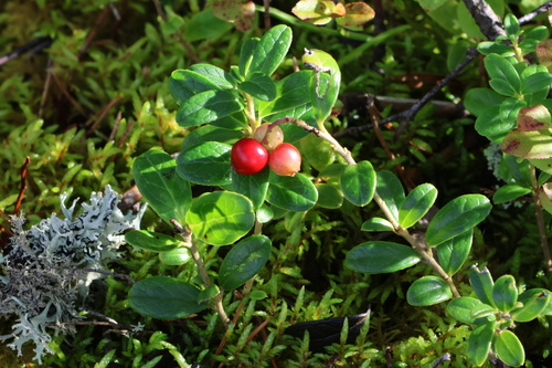 Lingonberry