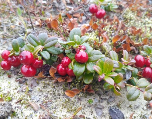 Lingonberry