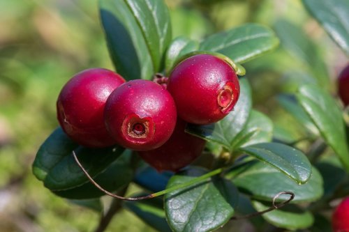 Lingonberry