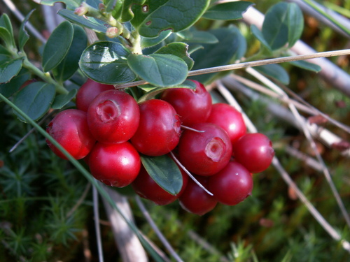 Lingonberry