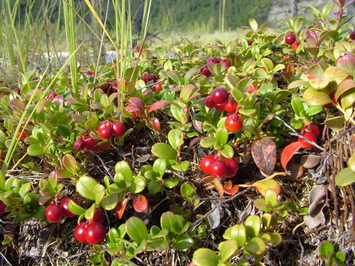 Lingonberry