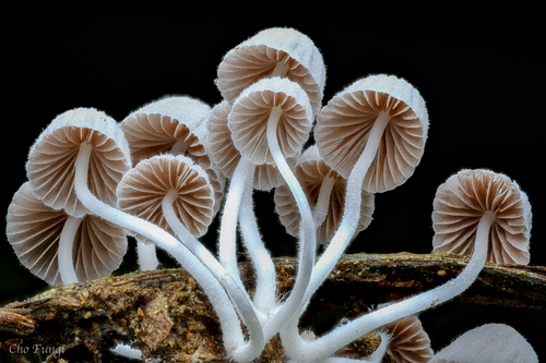 Trooping Crumble Cap