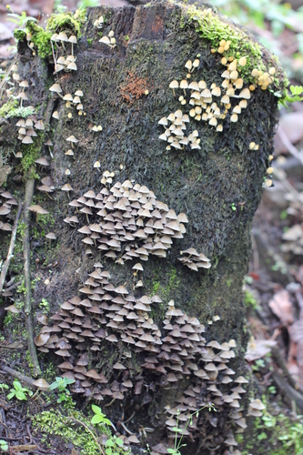 Trooping Crumble Cap