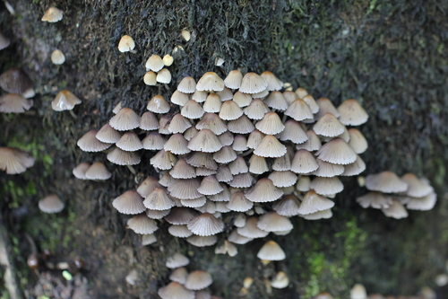 Trooping Crumble Cap