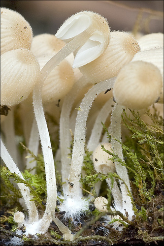 Trooping Crumble Cap