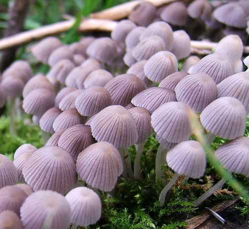 Trooping Crumble Cap