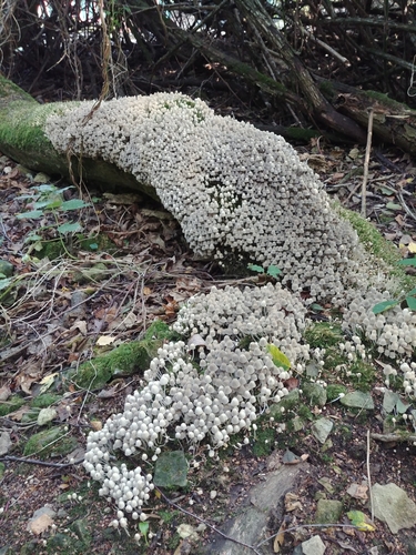 Trooping Crumble Cap