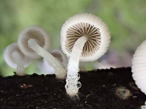 Trooping Crumble Cap