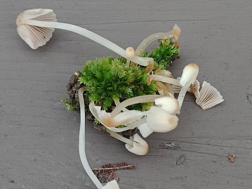 Trooping Crumble Cap