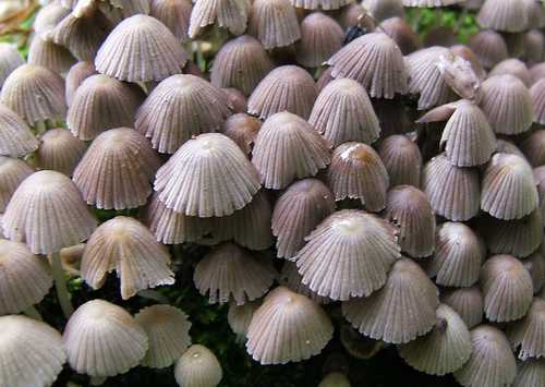 Trooping Crumble Cap