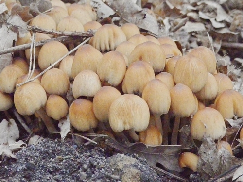 mica cap