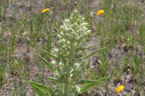 monument plant