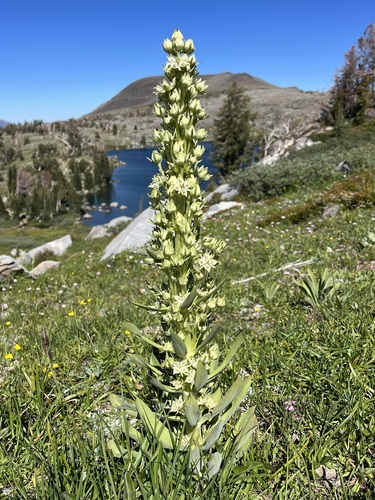 monument plant