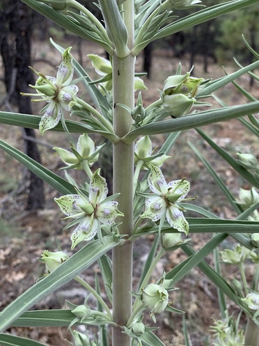 monument plant