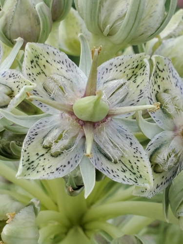 monument plant