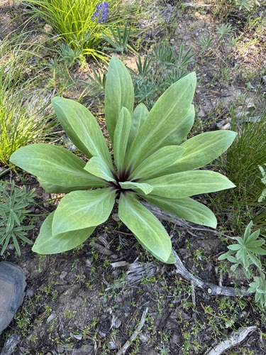 monument plant