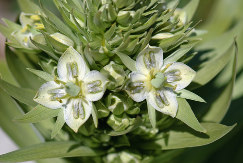 monument plant