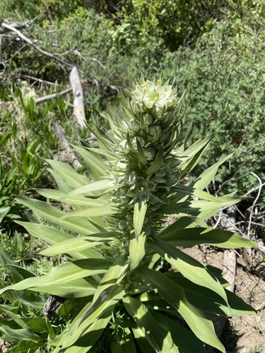 monument plant