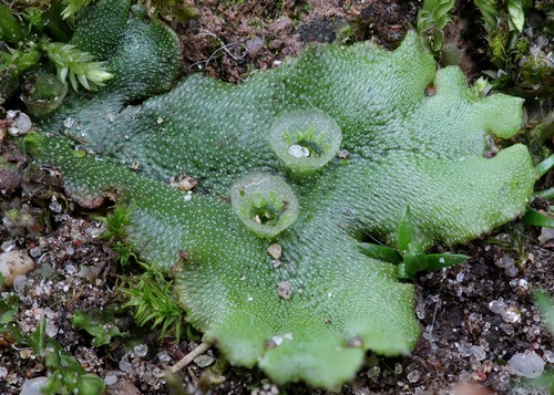 Common Liverwort