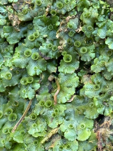 Common Liverwort