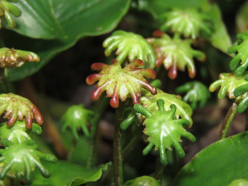 Common Liverwort