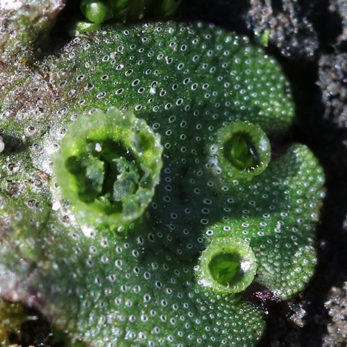 Common Liverwort