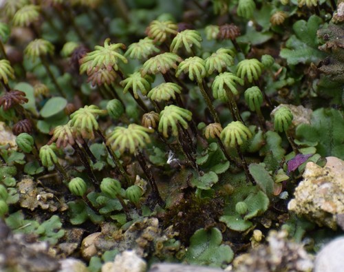 Common Liverwort