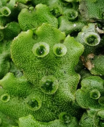 Common Liverwort