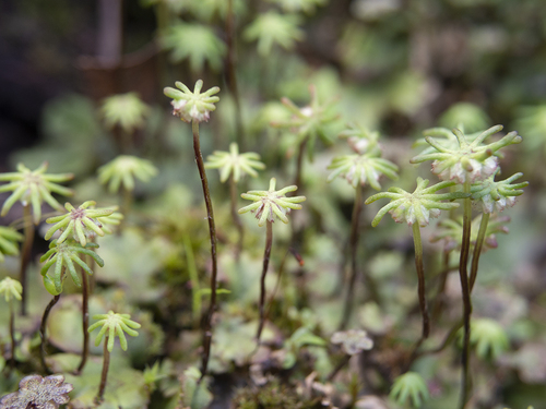 Common Liverwort