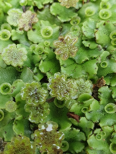 Common Liverwort