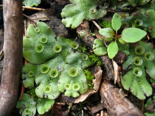 Common Liverwort