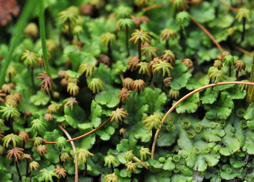 Common Liverwort