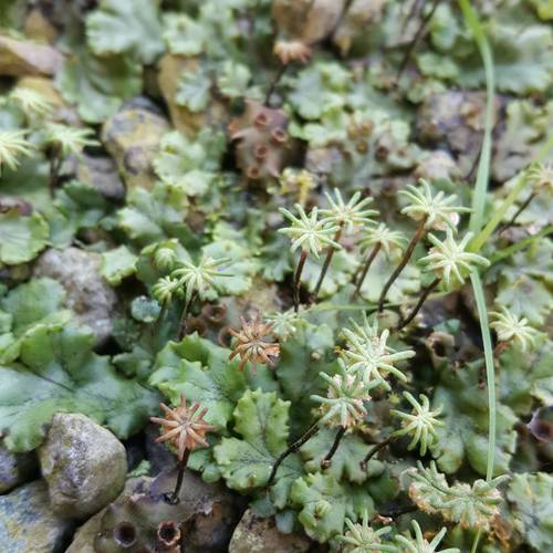 Common Liverwort