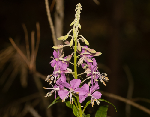 fireweed