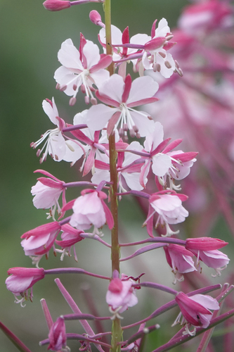 fireweed