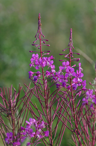 fireweed