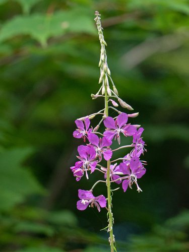 fireweed