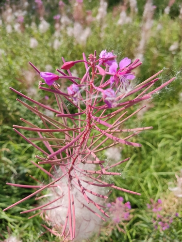 fireweed