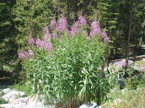 fireweed